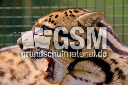 Nebelparder (13).jpg